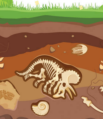 Fossils & prehistoric life